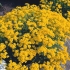 Alyssum rocky: sadzenie i pielęgnacja, zdjęcie